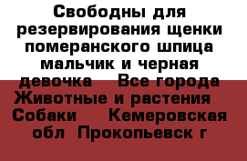 Свободны для резервирования щенки померанского шпица мальчик и черная девочка  - Все города Животные и растения » Собаки   . Кемеровская обл.,Прокопьевск г.